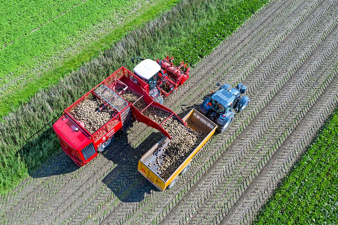 De oogst van suikerbieten. Alle telers zijn op het niveau Gold boordeeld voor duurzaamheid. Goed voor de verkoop.