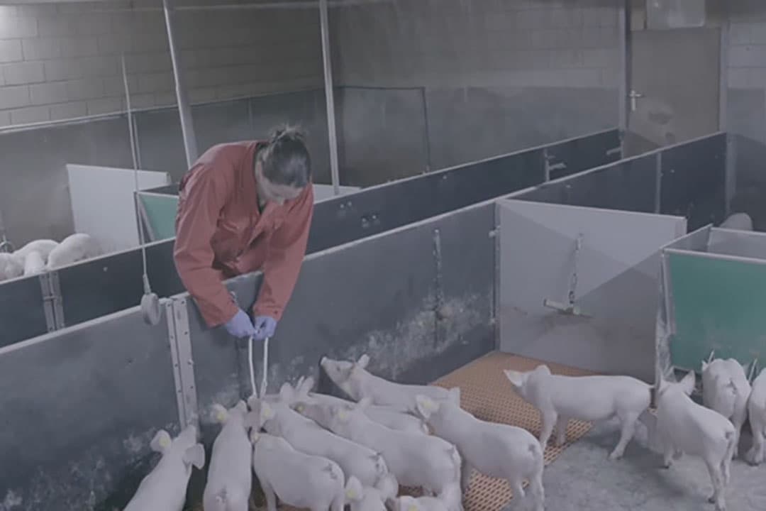 Veel vroege PRRS-infecties bij biggen