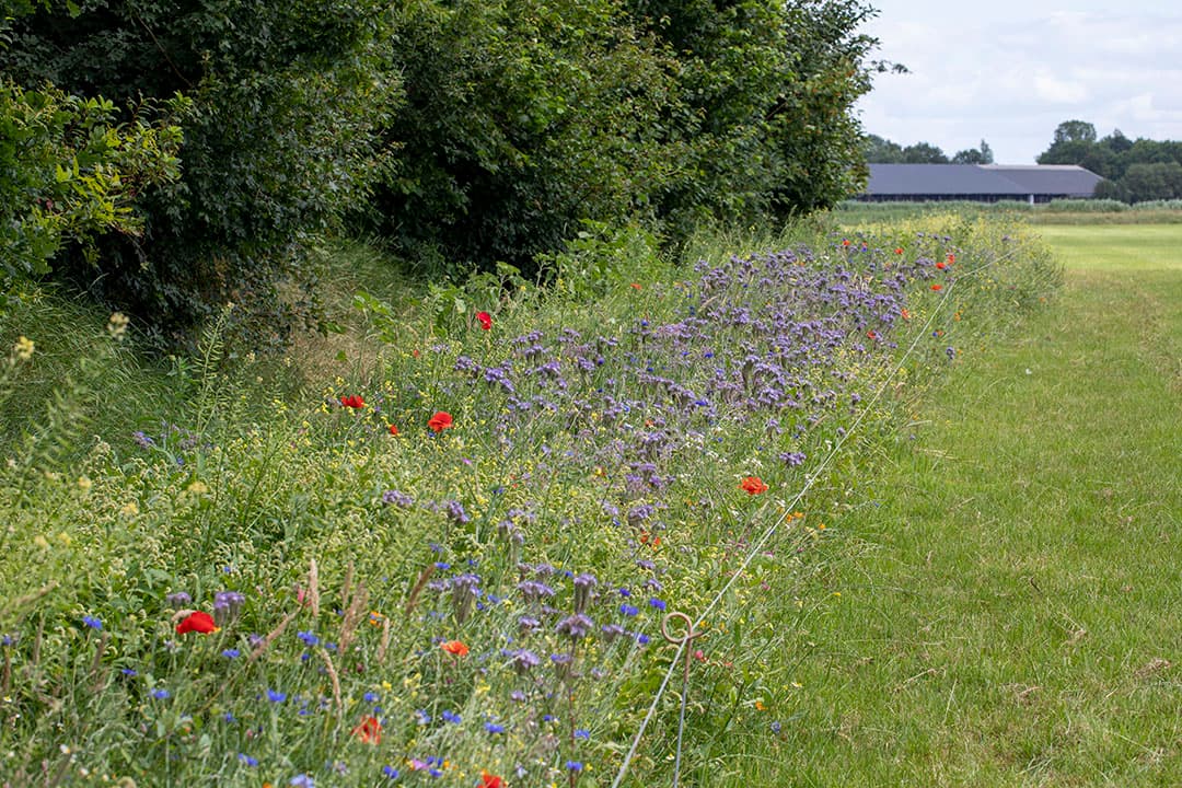 Foto: Anne van der Woude
