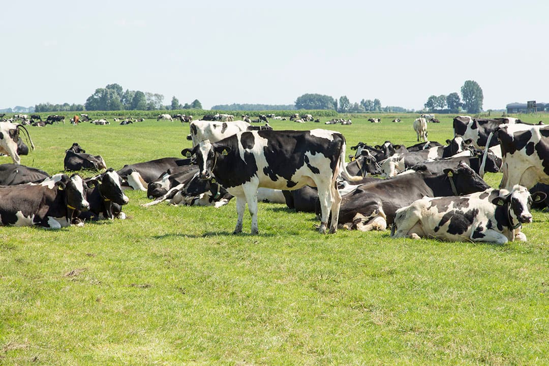 Foto: Koos Groenewold
