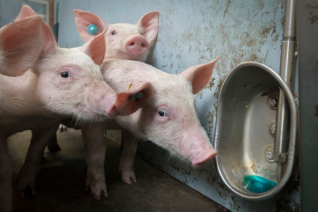 Varkens die via drinkwater vaccin tegen de ziekte PIA binnenkrijgen. - Foto: Koos Groenewold