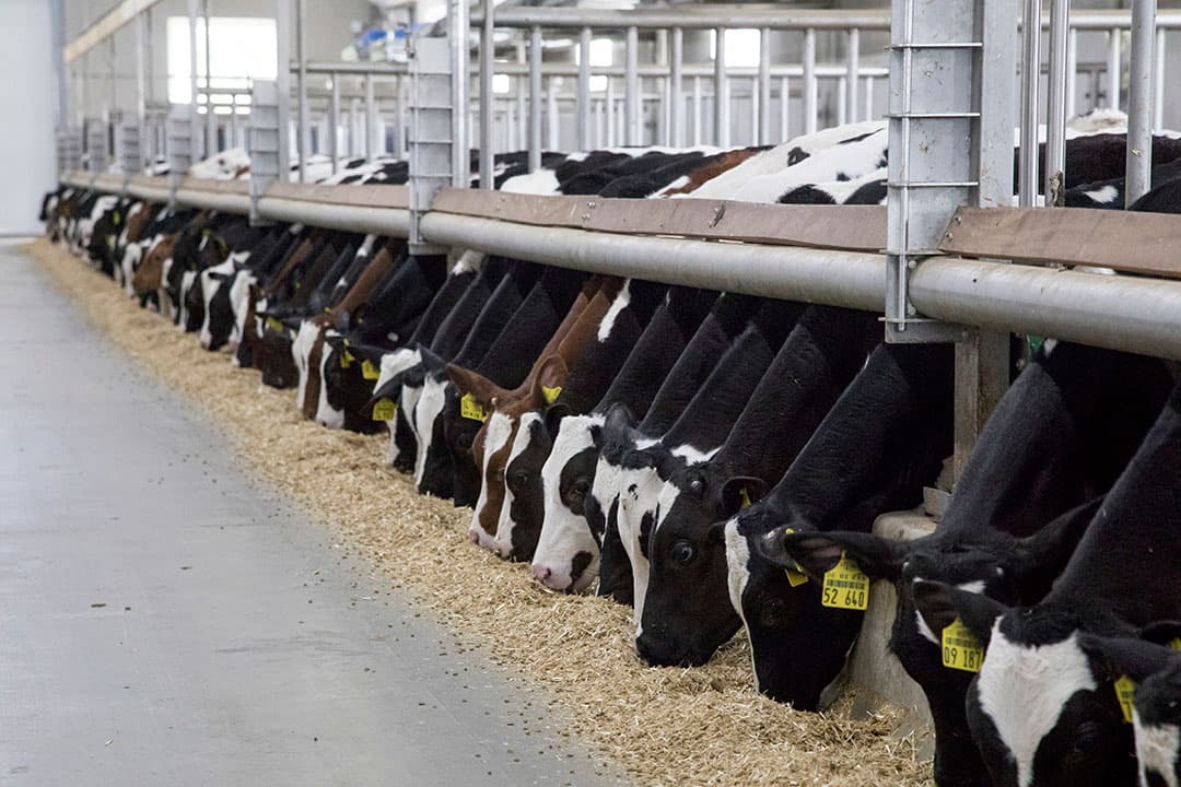 Foto: Koos Groenewold