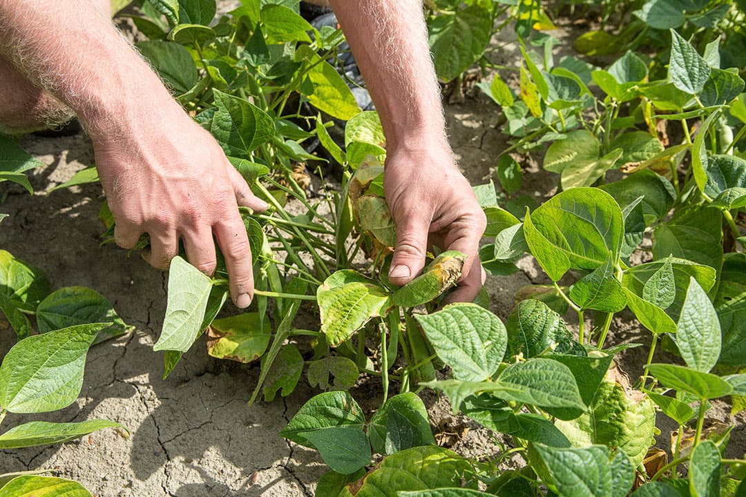 Van Iperen ontwikkelt een biostimulant die planten weerbaarder moet maken tegen drogote. - Foto: Peter Roek