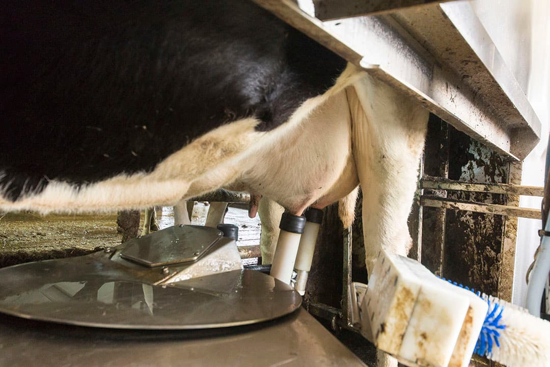 Foto: Koos Groenewold