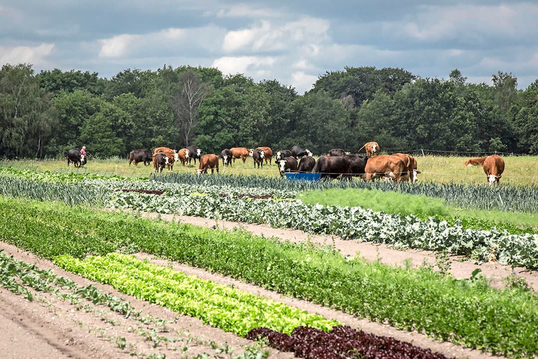 Foto: Koos Groenewold