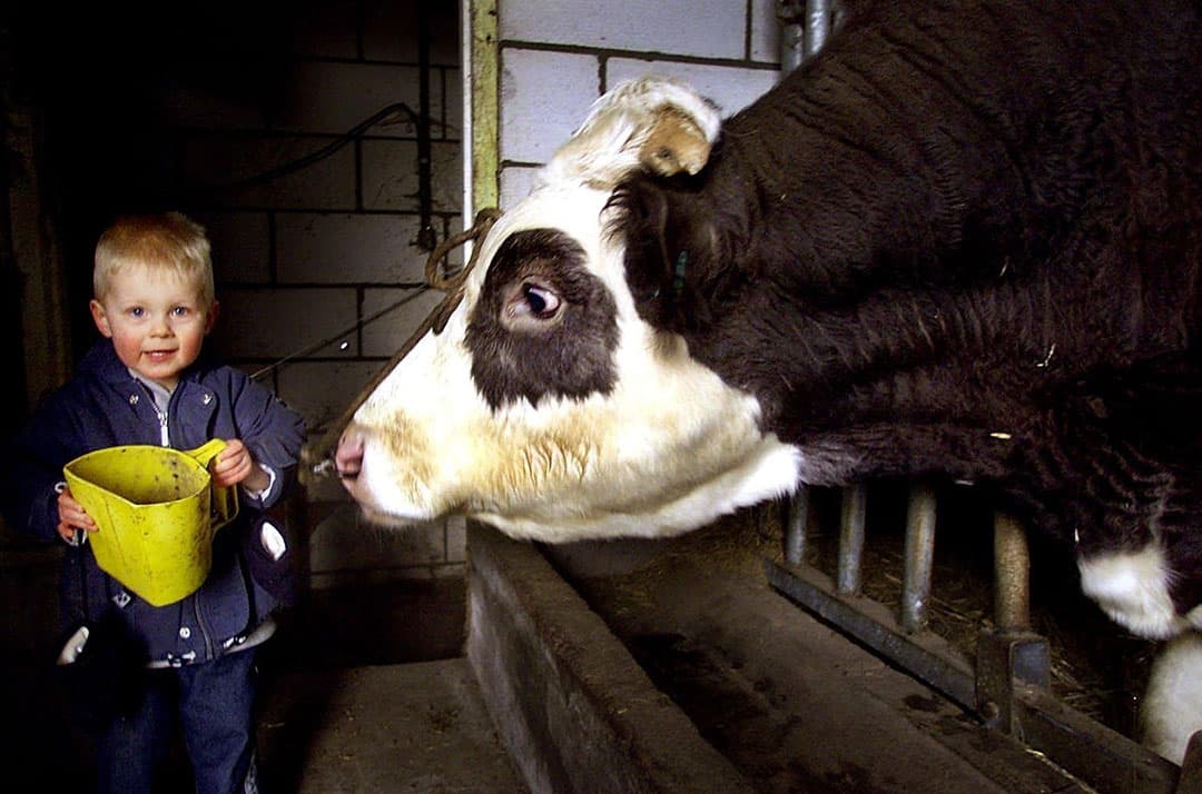 Stier Herman in 2002. - Foto: ANP