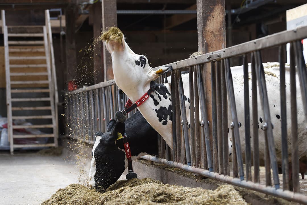 2018-07-19 14:42:16 Dairy cows feed at a dairy farm on July 19, 2018 in Nienborstel, northern Germany.   PATRIK STOLLARZ / AFP
