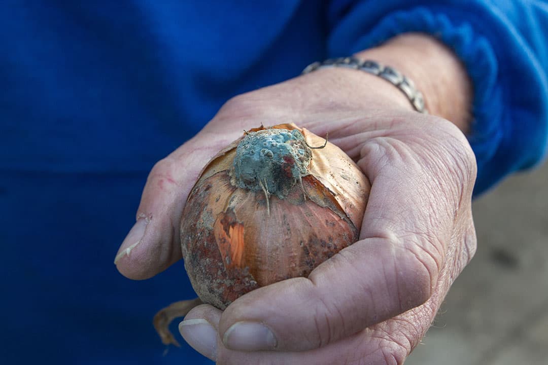 Fusarium blijft een belangrijk onderwerp in het Uireka-onderzoek. - Foto: Peter Roek