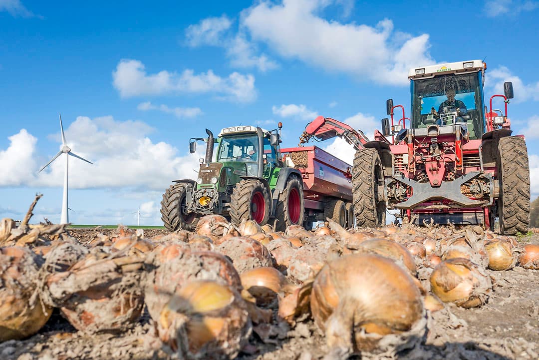 Loonbedrijf Van Dun laadt eind oktober uien bij Arie van Ginkel in Creil. Hij schuurt ze in en verkoopt ze later in het seizoen. - Foto's: Sytze Bakker
