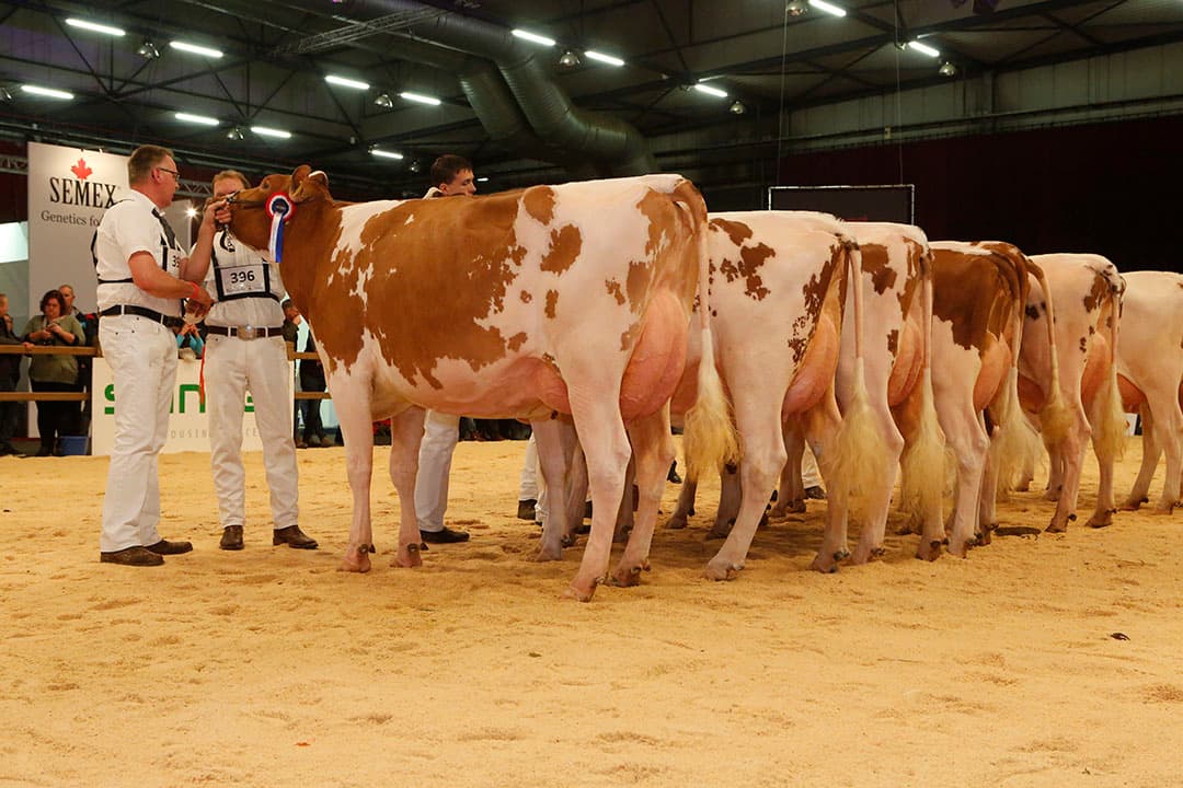 Sfeerbeeld van de keuring van de dochtergroepen op de HHH-show in 2017. - Foto: Henk Riswick