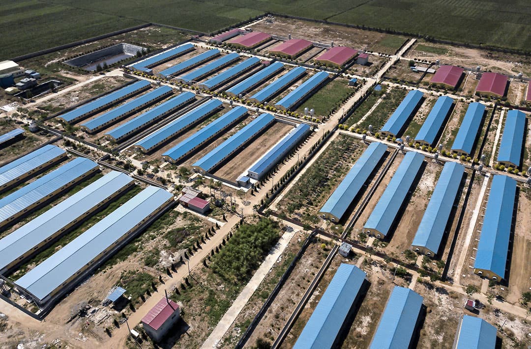 Varkensbedrijf in Hebei. China is snel aan het opschalen. - Foto: ANP