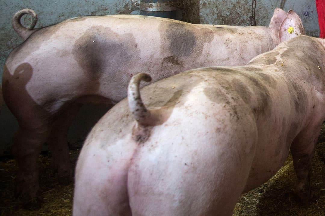 Foto: Herbert Wiggerman