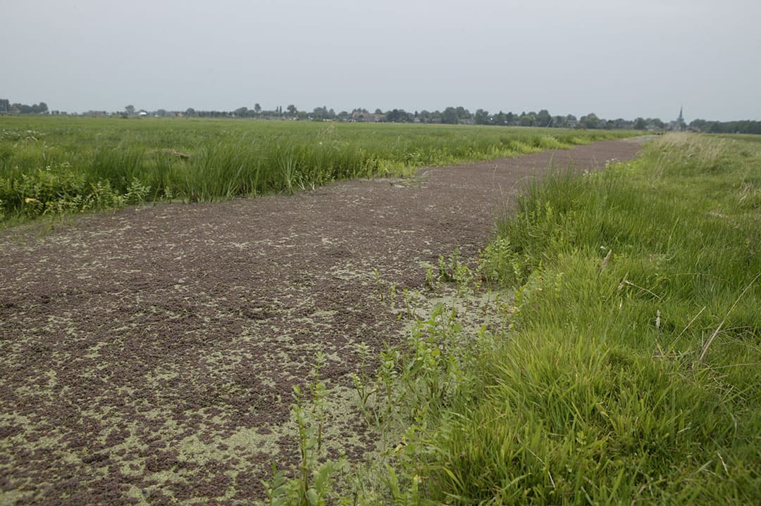 Noord-Hollands landschap. - Foto: Mark Pasveer
