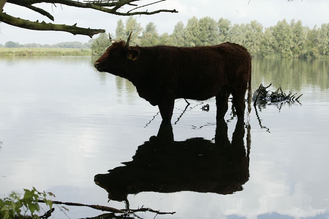 Foto: Henk Riswick