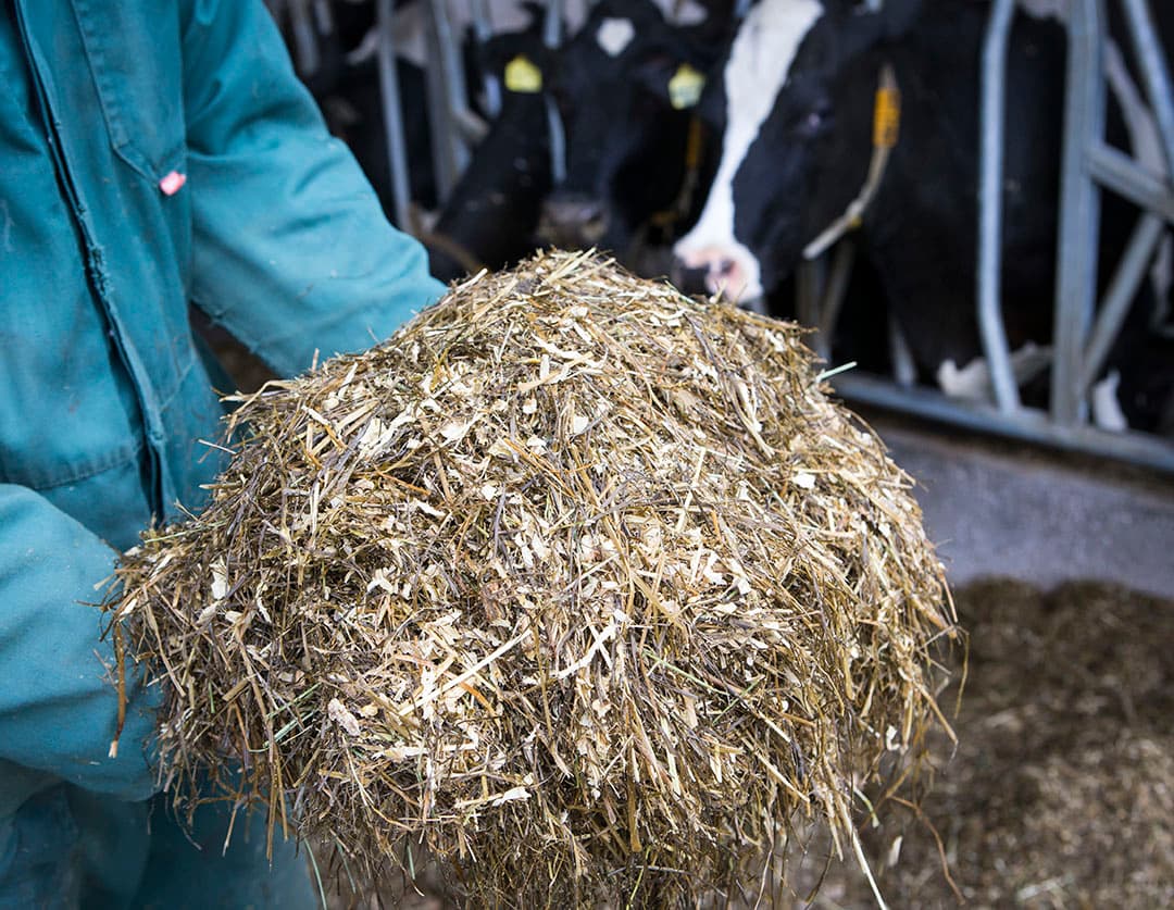 Foto: Anne van der Woude