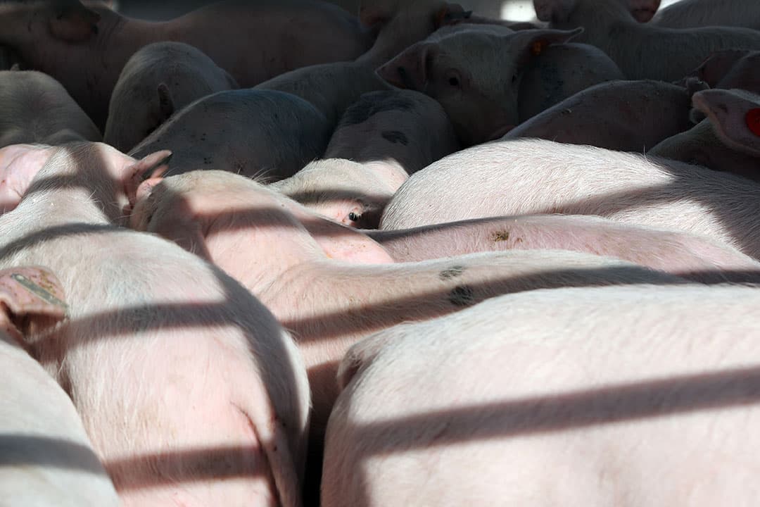 De voortrazende varkenspest in Azië betekent voor boeren in Nederland een zakelijke meevaller, betoogt columnist Joost de Rooij. - Foto: Fotostudio Atelier 68