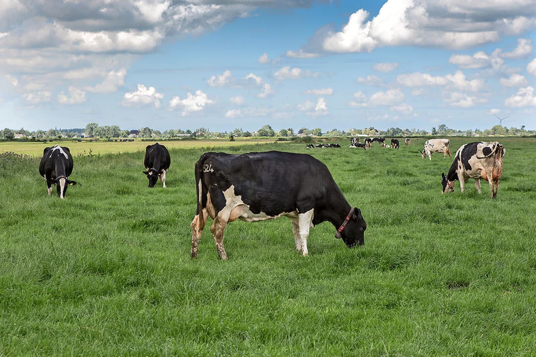 408160 Melkveehouder Gijs van Eck in Vinkeveen. Foto: Weidende koeien