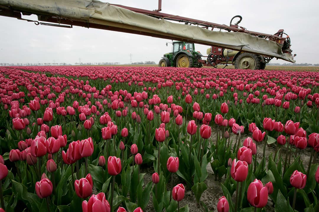 Foto: Koos Groenewold