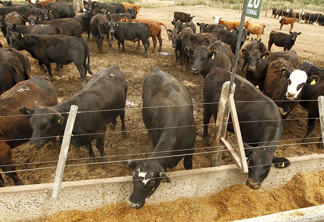 De productie van rundvlees in Brazilië en Argentinië neemt toe en de landen zoeken meer exportmogelijkheden. Het Mercosur-akkoord maakt uitvoer naar de EU gemakkelijker. De productveiligheid moet aan EU-normen voldoen; voor productieomstandigheden geldt dat niet. - Foto: ANP