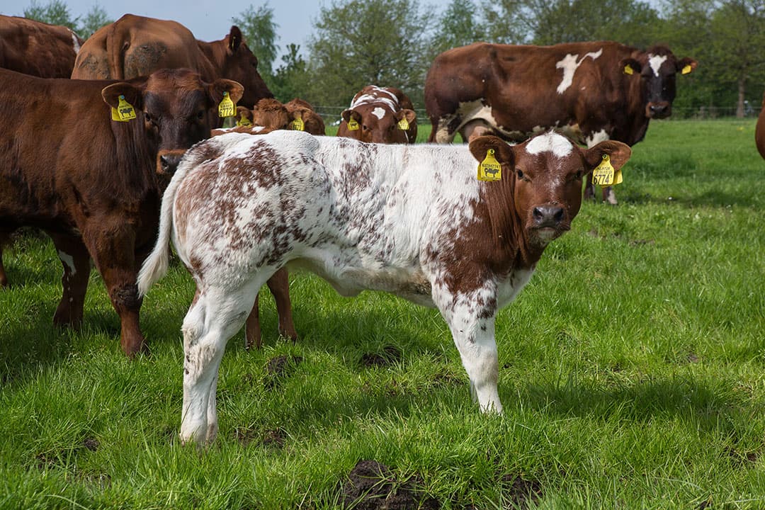 De vleesveesector wilde in 2030 tot een verviervoudiging van het aantal natuurlijke geboorten komen bij Belgisch Witblauw en Verbeterd Roodbont. Deze ambitie is in 2014 uitgesproken in haar Plan van Aanpak (PvA)  Naar meer natuurlijke geboorten .