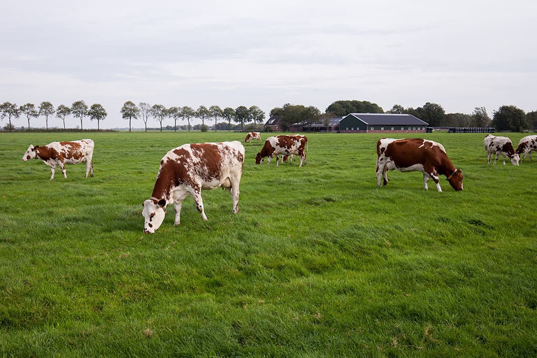 Foto: Herbert Wiggerman