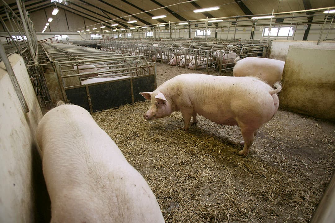 Foto: Boerderij