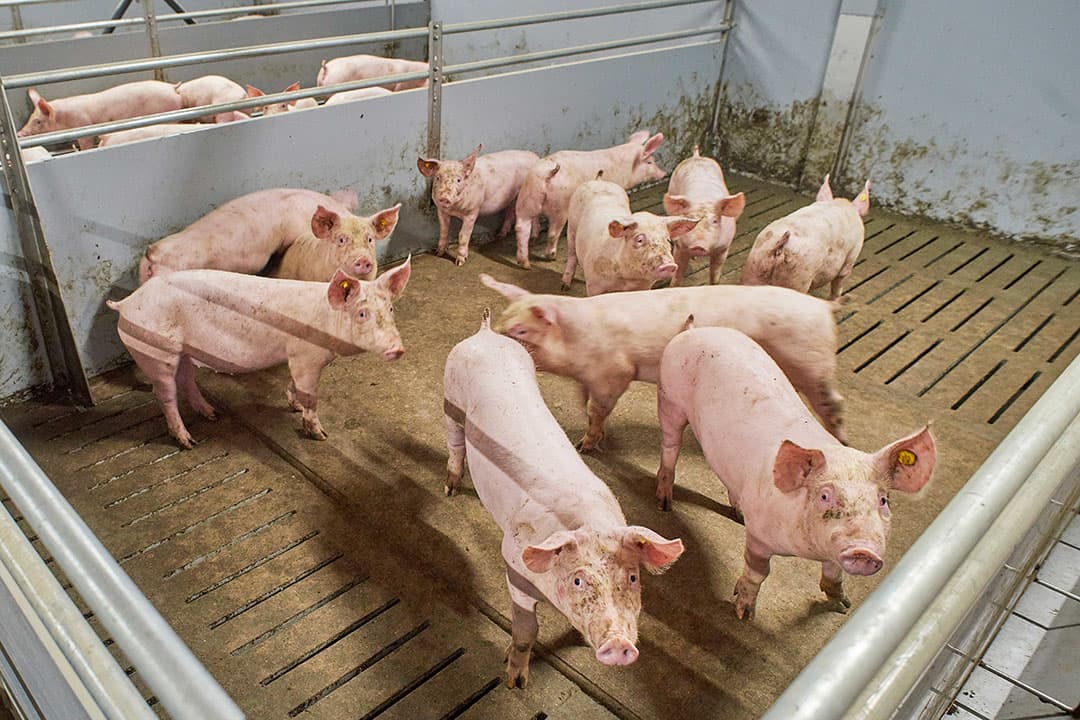 Foto: Van Assendelft Fotografie