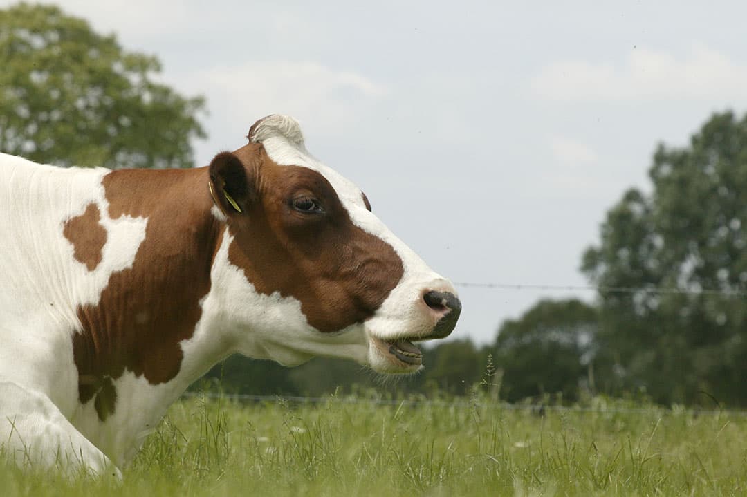 Foto: Harrij Onstijn