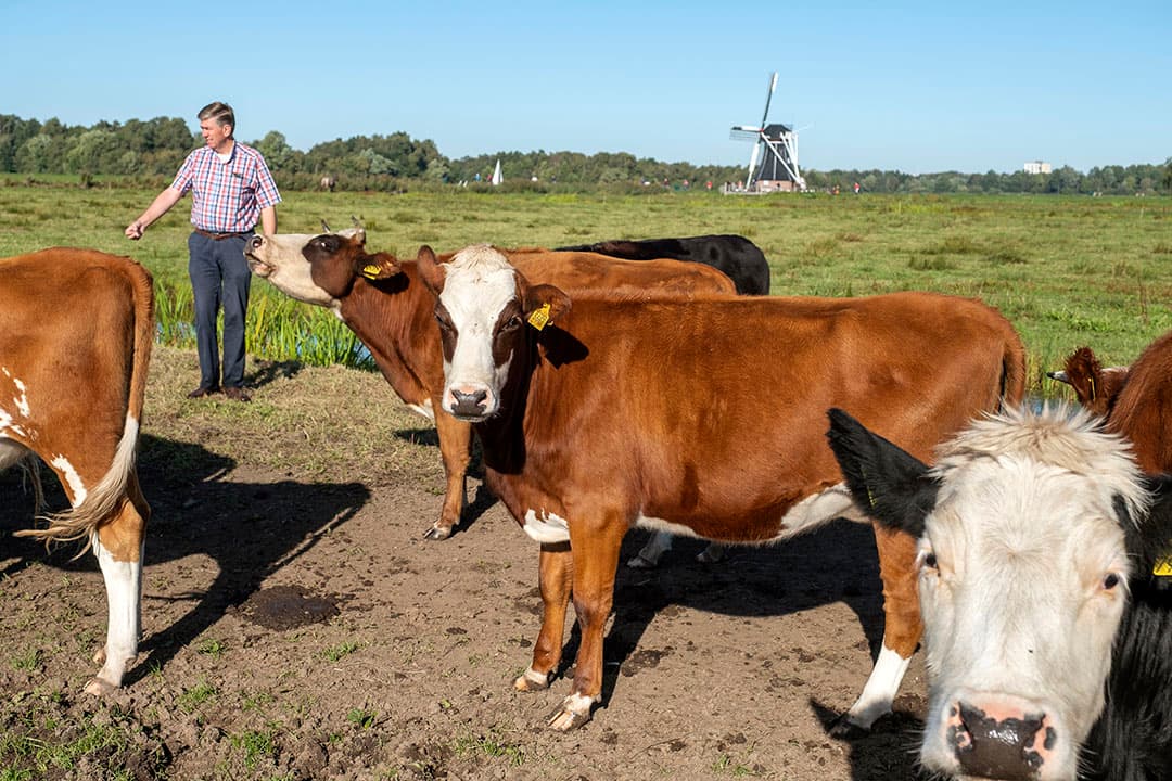 Henk Luinge tussen een aantal van zijn Groninger Blaarkoppen. De dieren worden als nuchter vaarskalf aangekocht en in 3 jaar tijd slachtrijp gemaakt. Het grootste deel van hun leven weiden ze in de Groninger Onlanden, tussen Peize en de stad . - Foto: Jan Willem van Vliet