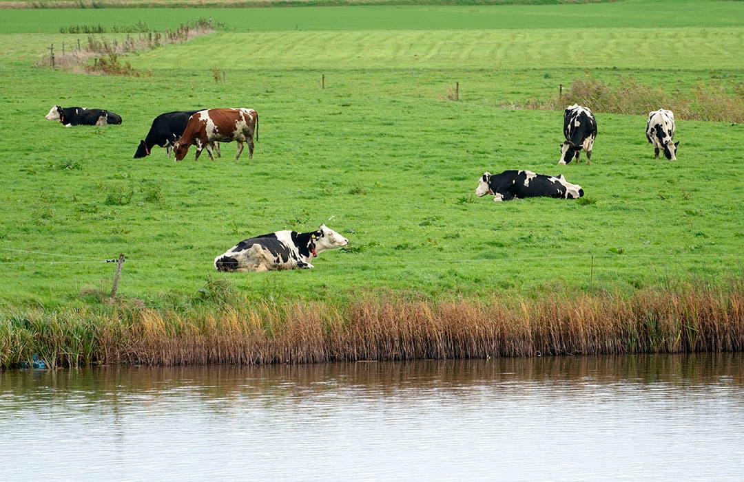 Foto: Ruud Ploeg