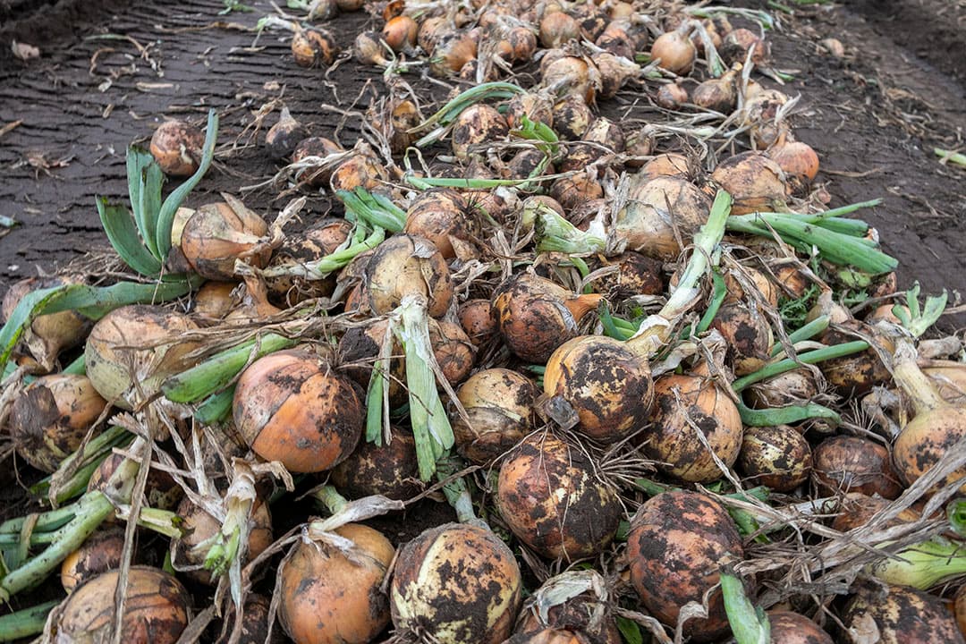 Uienoogst 2019. CBS komt op 53,1 ton per hectare.