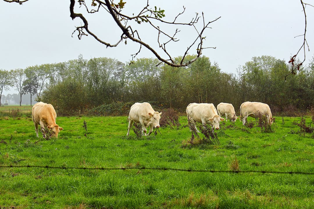 Natuurvlees wordt geleverd voor Blonde d'Aquitaine- en Limousin-fokkers van wie de dieren in natuurgebieden lopen. - Foto: Bert Jansen