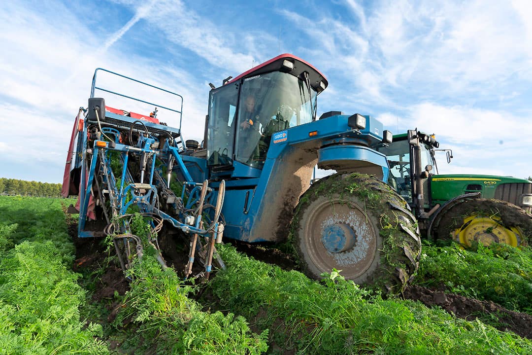De oogst van peen op donderdag 24 oktober, vlakbij Almere. - Foto: Ruud Ploeg