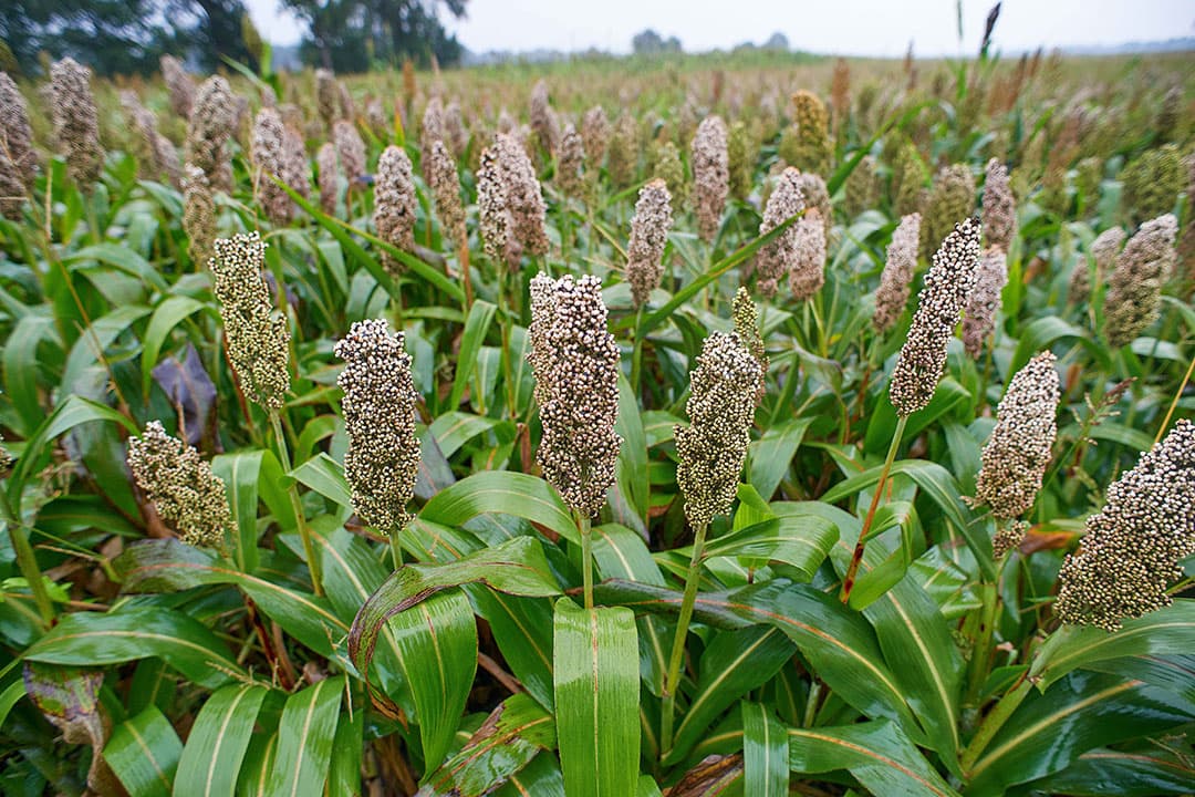 Sorghum - Foto: Van Assendelft Fotografie