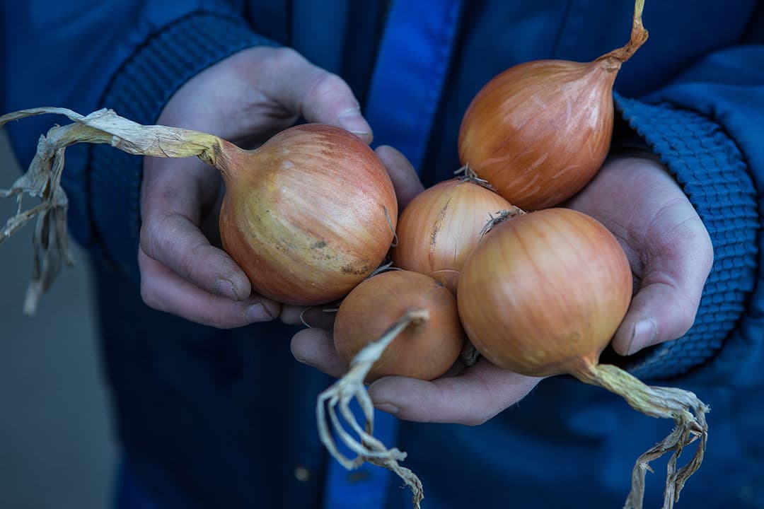 Uien van oogst 2018, mooie exemplaren. Er is weinig meer over en daarvan neemt de kwaliteit nu snel af.