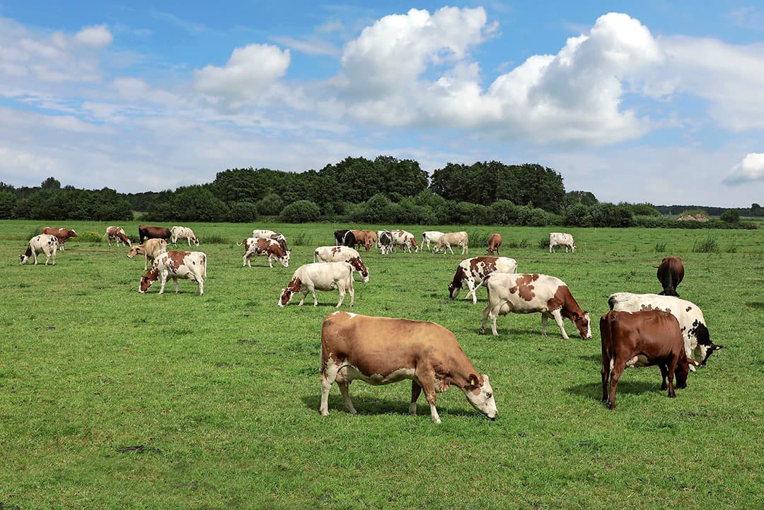 Weidegang is een van de normen waar bioboeren aan moeten voldoen.