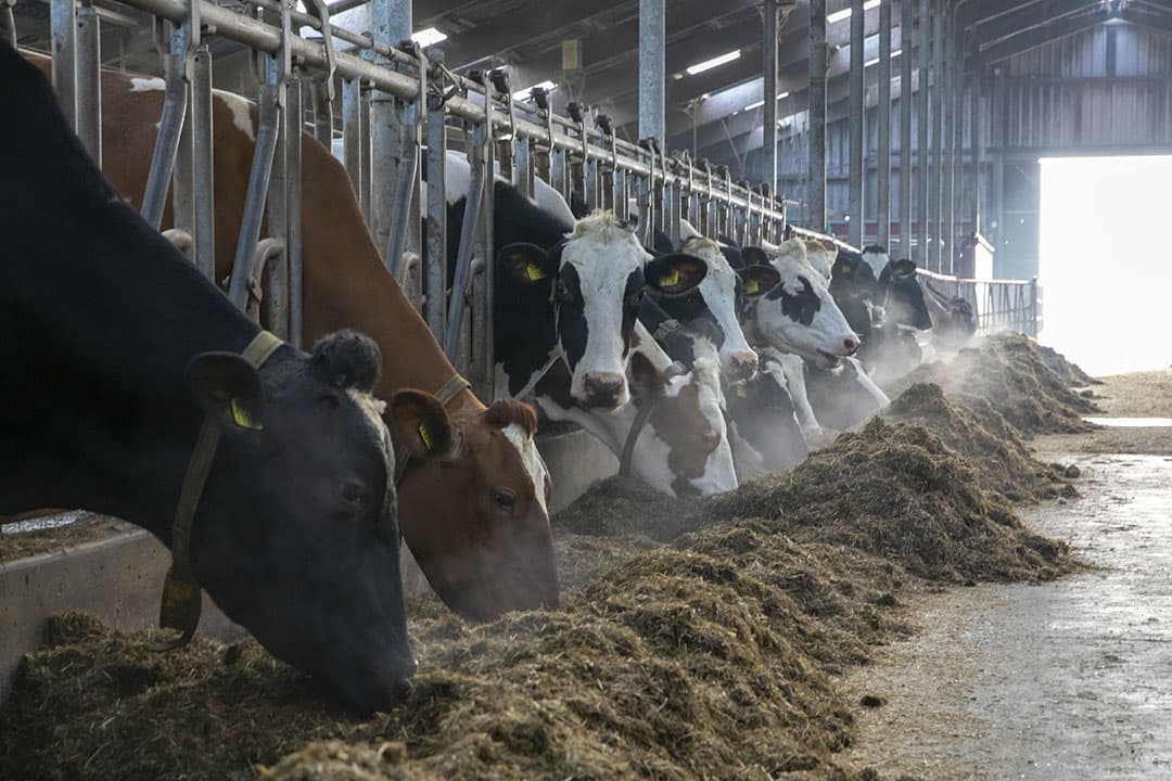 Foto: Anne van der Woude