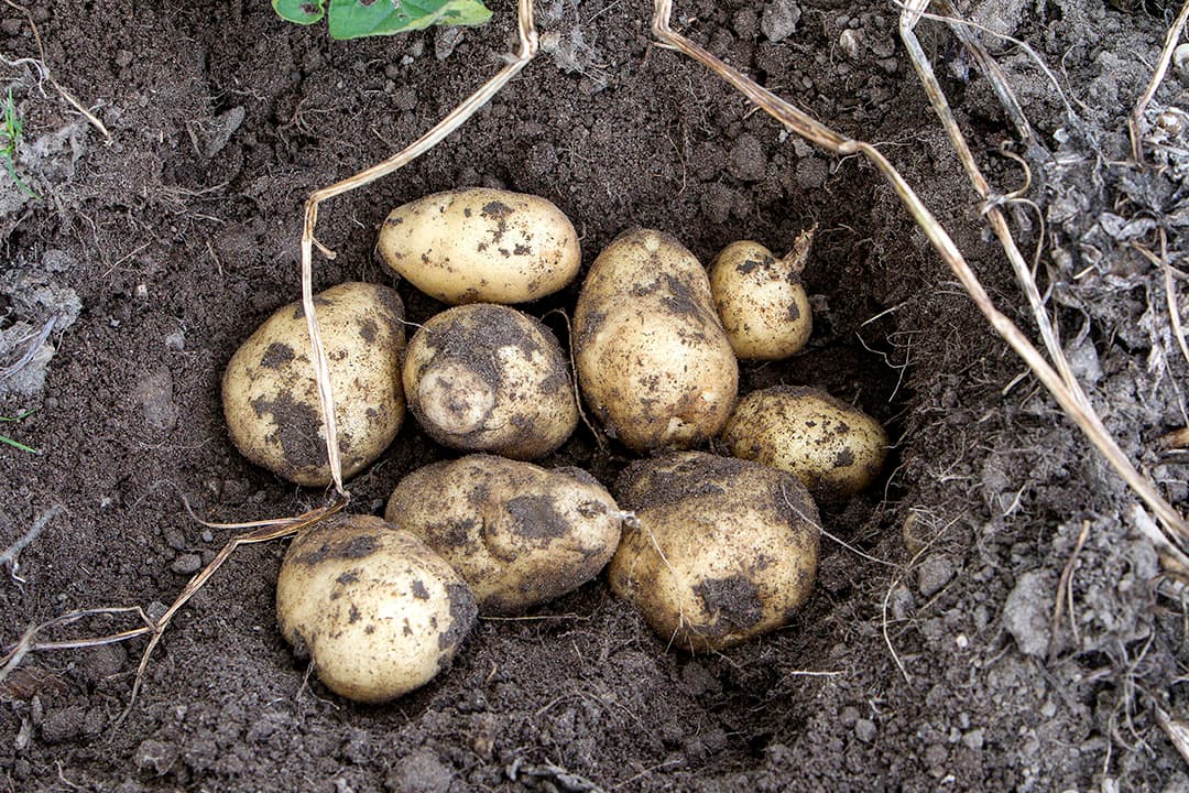 Aardappelen in een kuil. Oktober is als oogstmaand een spannende tijd voor veel akkerbouwers. -  Foto: Ronald Hissink