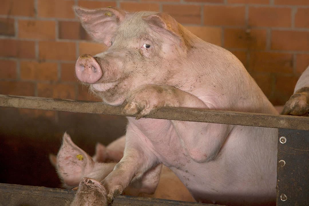 Foto: Koos Groenewold