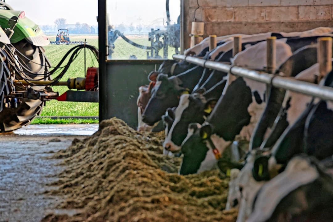 Het mest- en ammoniakbeleid komen bij elkaar bij het uitrijden van mest en bij de vervluchtiging van gassen uit stallen. Als de mestproductie omlaag gaat, zal ook de ammoniakuitstoot verminderen.