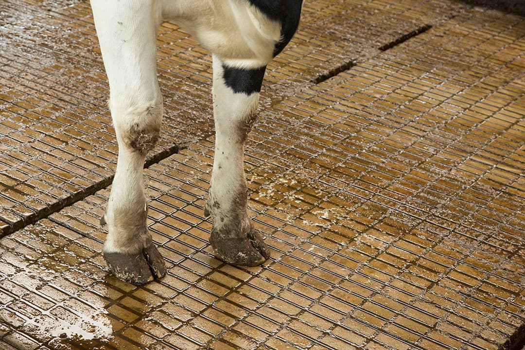 Foto: Koos Groenewold
