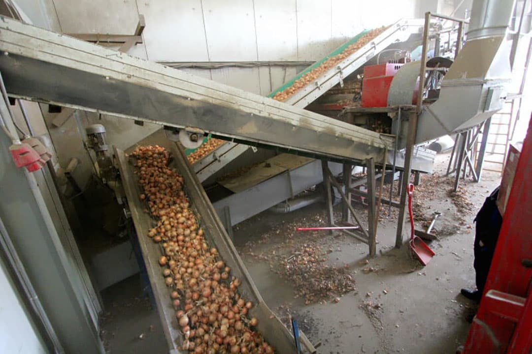 Bij Van Meir Onions staan meerdere vrachtwagens aan de band om uien te lossen. - Foto's: Anton Dingemanse