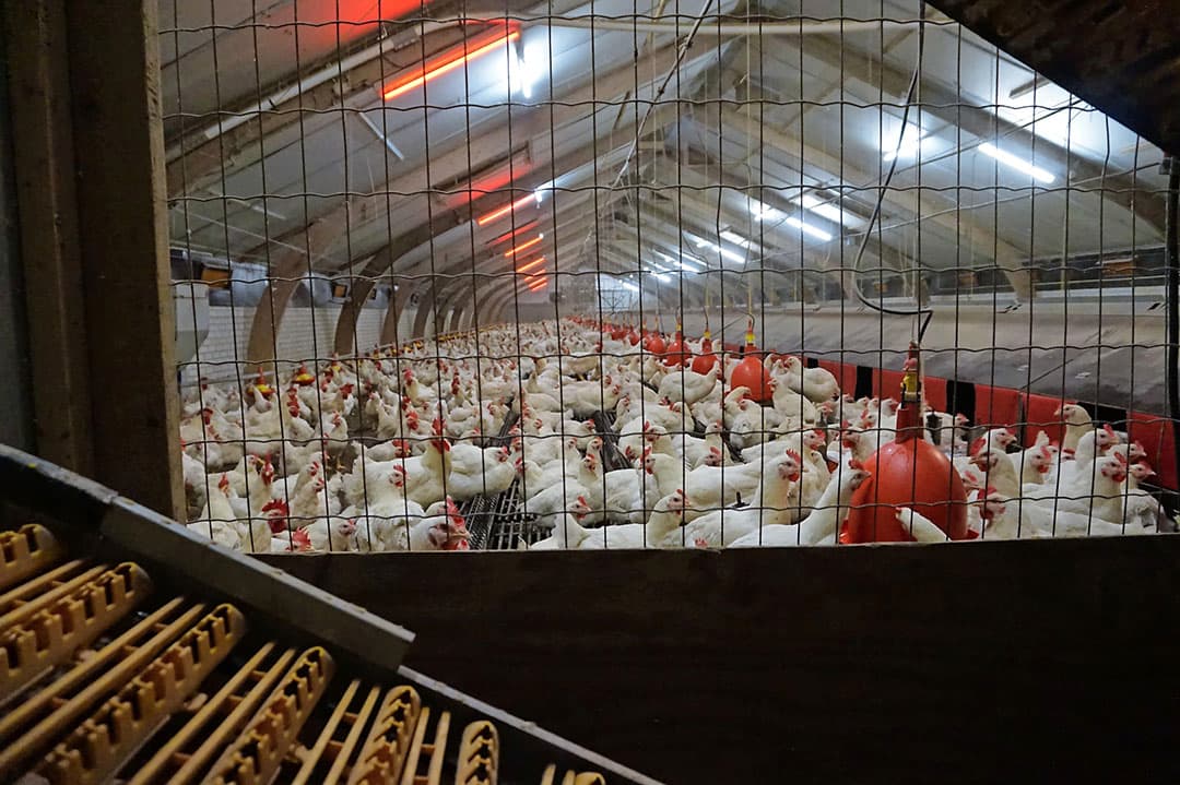 De huidige eigenaar is altijd blijven investeren en vernieuwen. Bijvoorbeeld in deze Prinzen-inpakmachine uit 2011. Andere voorbeelden zijn luchtinlaatventielen (2004), luchtuitlaat-eindgevelventilatoren (2005), nieuwe staldeuren (2011) en mestbeluchting (2013).