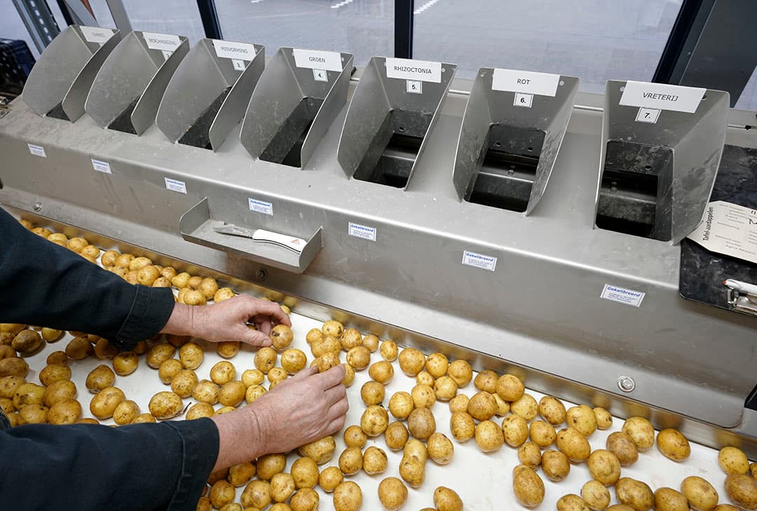 In de klimaatkamers staan gedurende het seizoen bakjes met monsters van alle partijen pootaardappelen. De klimaatregelaar zorgt voor een hoge temperatuur en hoge luchtvochtigheid. Daardoor worden externe gebreken zoals rot snel zichtbaar.