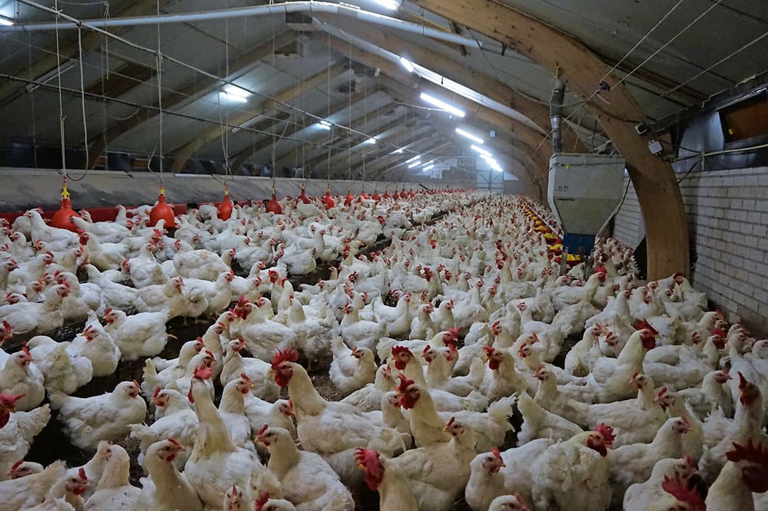 In Lucaswolde (Gr.) staat een pluimveebedrijf met onder meer 3 stallen, een eier-inpakstation, eierbewaarcellen en een schuur/garage te koop. De vraagprijs is ¬ 1.375.000 (inclusief 28.000 pluimveerechten). De locatie van het bedrijf is gunstig. Mooi vrijgelegen - aan een doodlopende weg - en in een melkveeregio. Er zijn geen intensieve bedrijven in de buurt. Het dichtstbijzijnde dorp - Leek   ligt op een paar kilometer afstand. Snelweg A7 is nog dichterbij. De stad Groningen is een kwartiertje rijden. Foto's: Arend Otten Agro