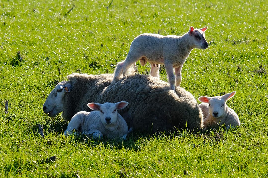 Ook op het land van melkveehouder Guido van Hoven in het Limburgse Cadier wordt de eerste mest uitgereden. Het gras staat er goed bij, de veehouder verwacht snel een eerste snede van het land te kunnen halen. - Foto: Twan Wiermans
