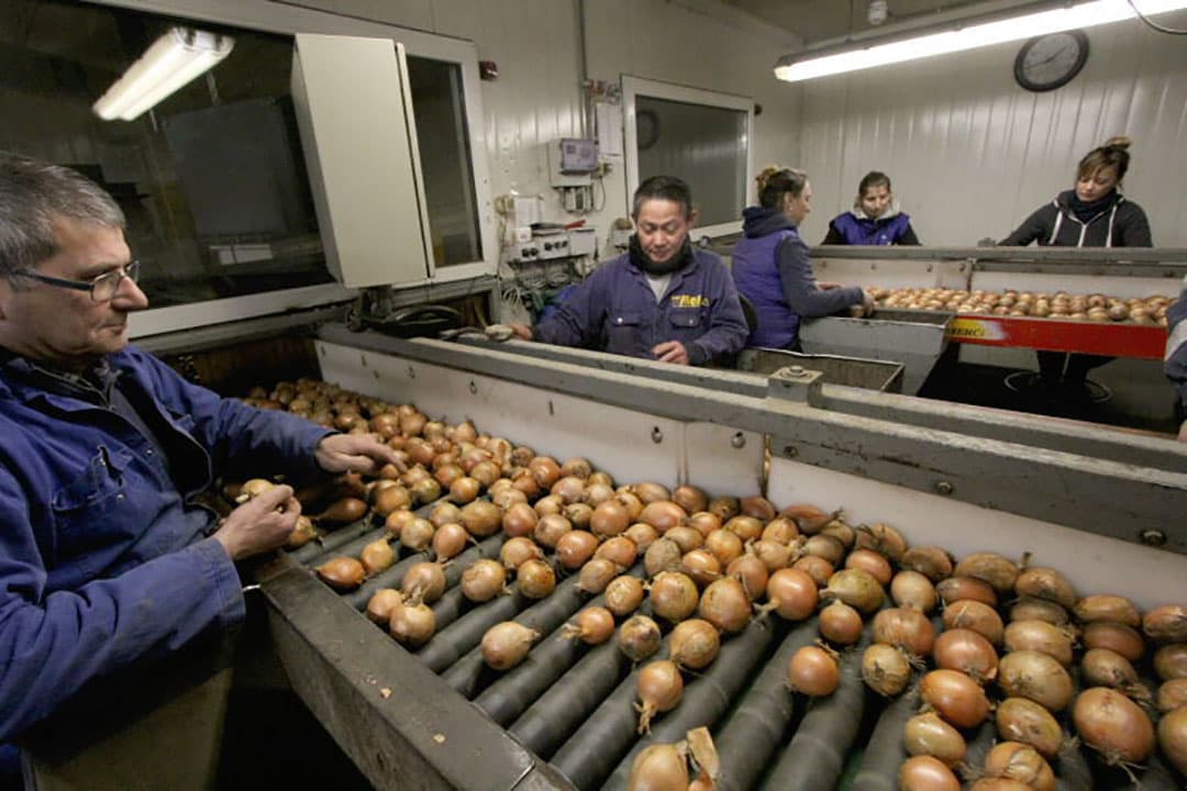 Een automatische opzakinrichting weegt de hoeveelheid uien af en naait de balen dicht. Via lopende band gaan dan de balen naar de pallettiseerders.