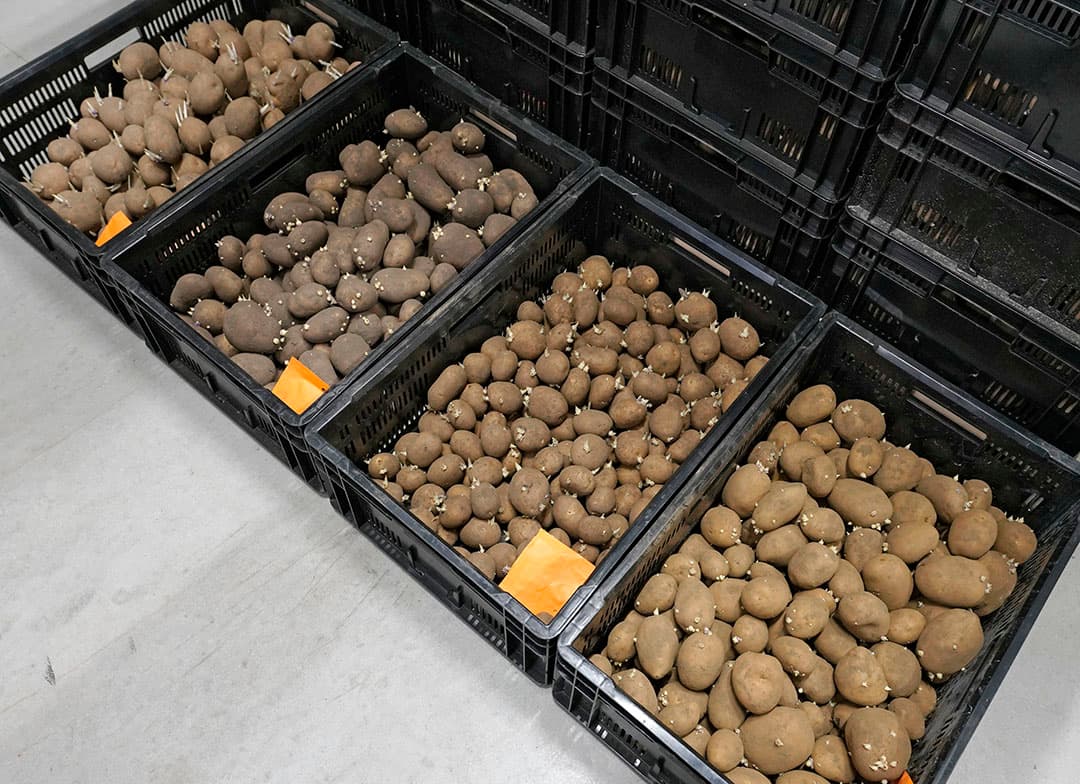Daarna gaan de aardappelen door een verenkelaar met een lasercamera. Die bepaalt de maatsortering van de partij per millimeter en het gewicht. De knollen worden per millimeter maatsortering geteld. Later aan de kwaliteitbepalingslijn wordt de schil van de aardappelen verwijderd om stootblauw of onderhuidse gebreken vast te stellen. Daarna worden aardappelen door midden gesneden om inwendige gebreken zichtbaar te maken.