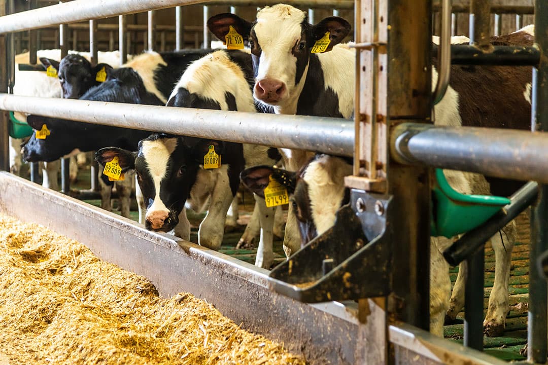 In de bestaande stallen konden daardoor 160 extra kalverplaatsen worden gerealiseerd.