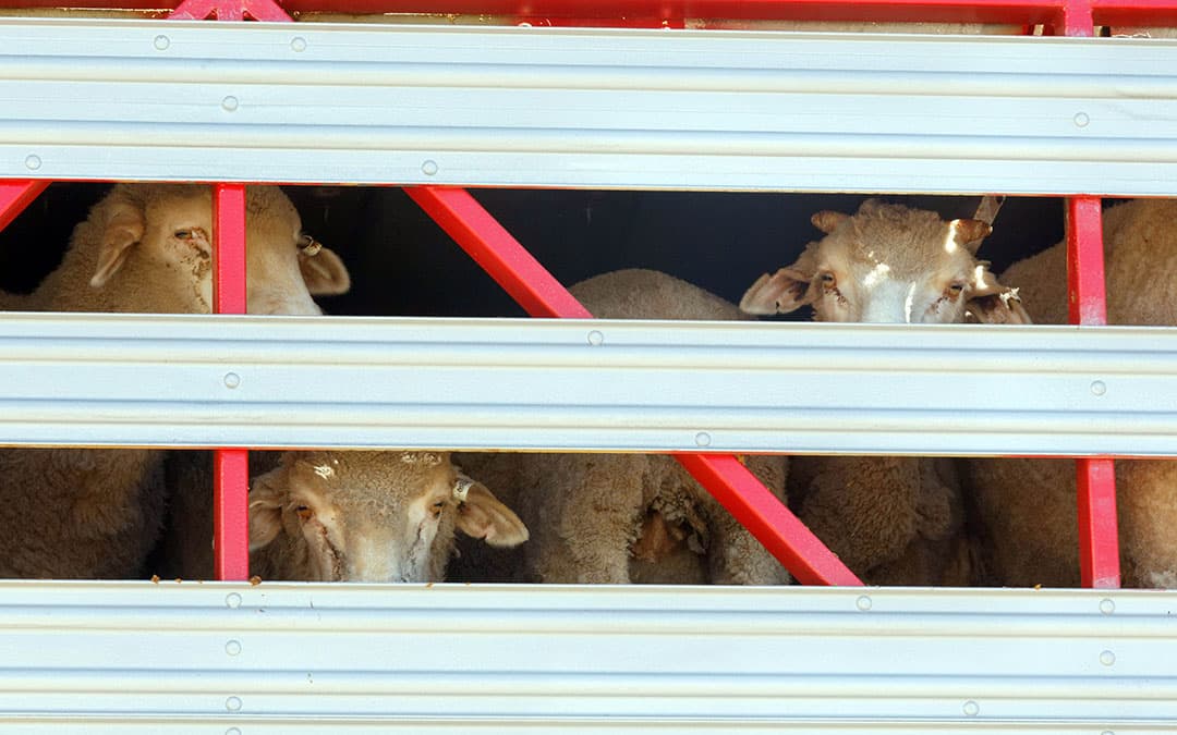 Ook in de akkerbouw is het tijd om te bemesten. Fokko Buseman begint met het toedienen van zuivere stikstof in vloeibare kunstmest op de wintergerst. - Foto: Koos van der Spek